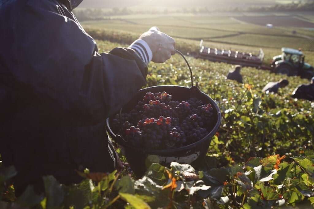 Pinot noir grapes being picked