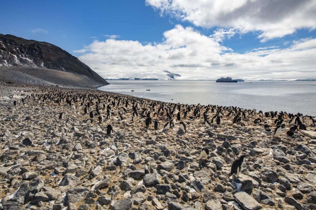 Adelie penguins on Paulet Island 