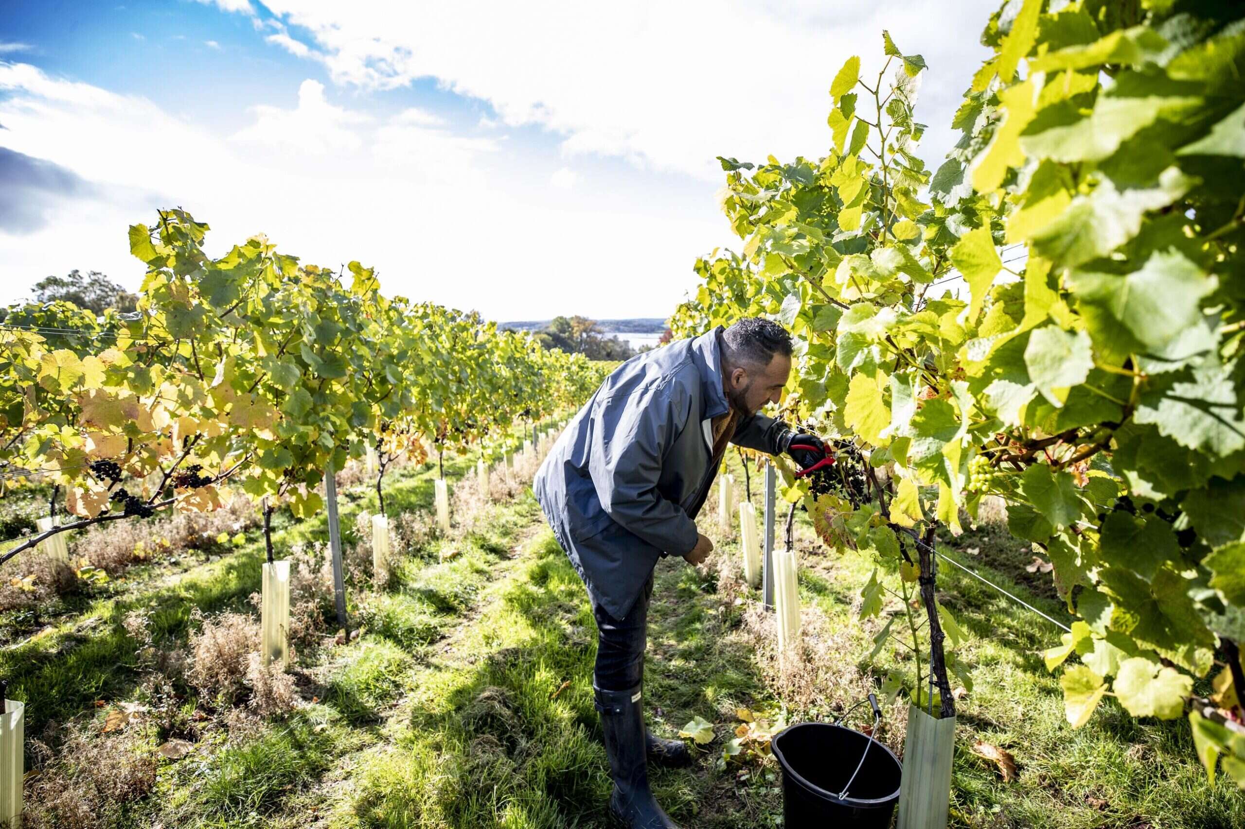 Michael Caines in his vineyard 