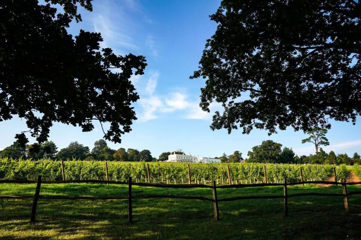 Lympstone Manor vineyards 