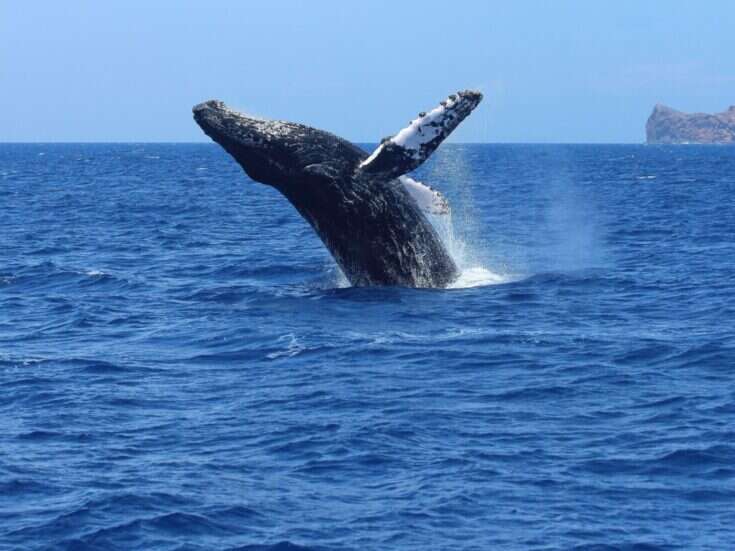 The Best Places for Whale Watching in Spain