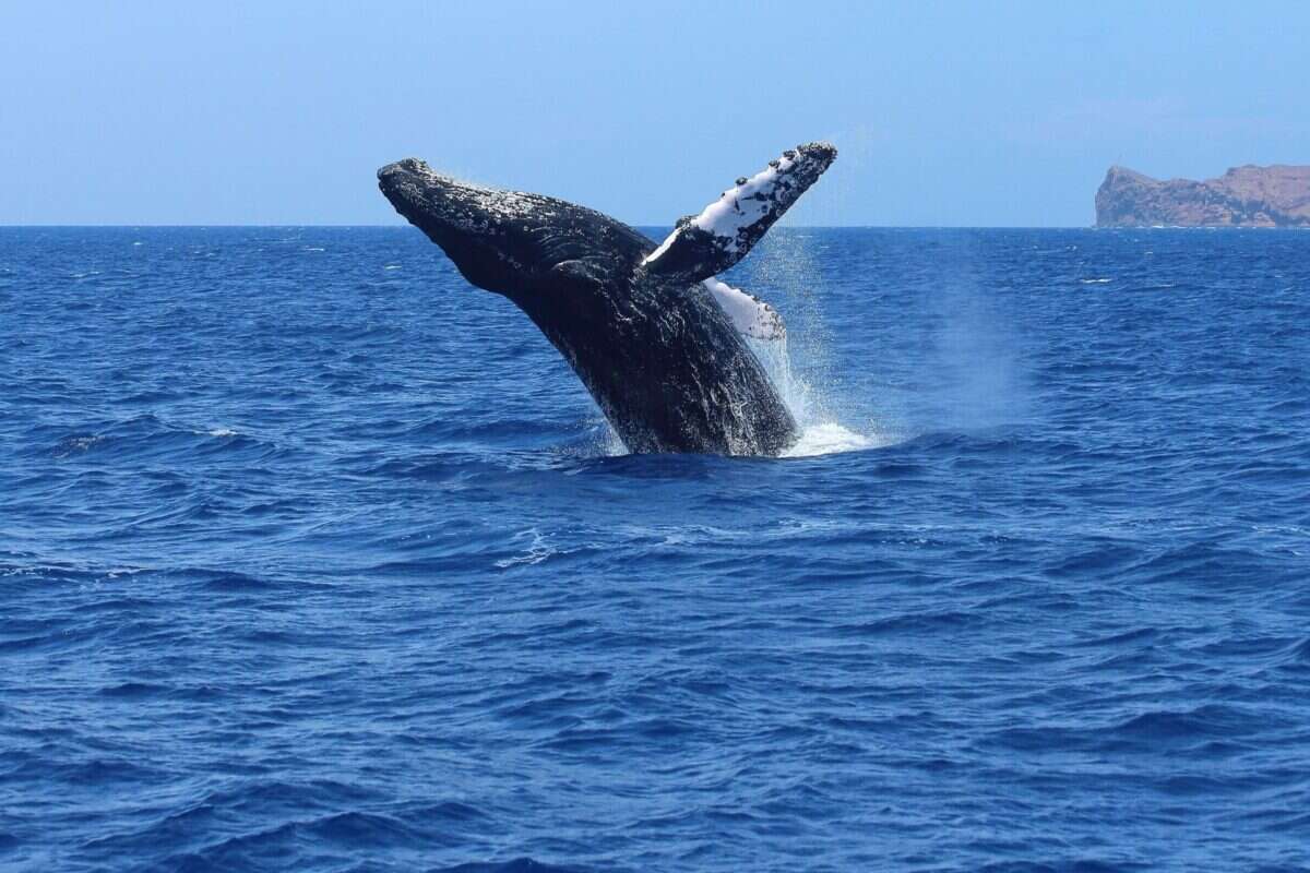 The Best Places for Whale Watching in Spain