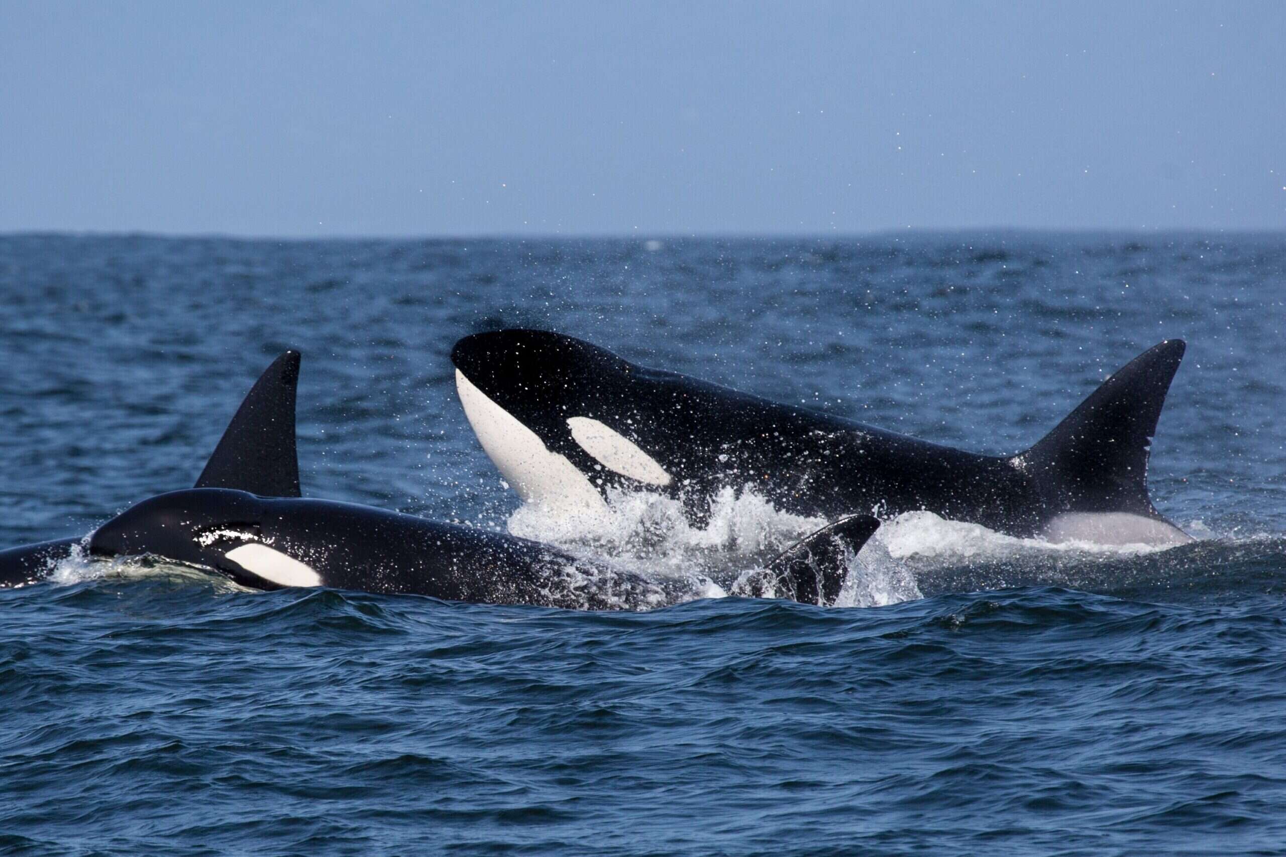 orcas 