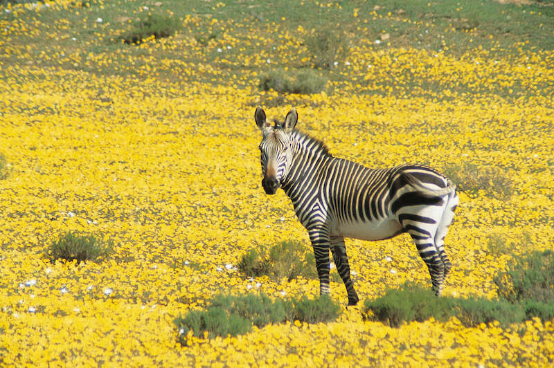 mountain zebra at bushman's Kloof South Africa