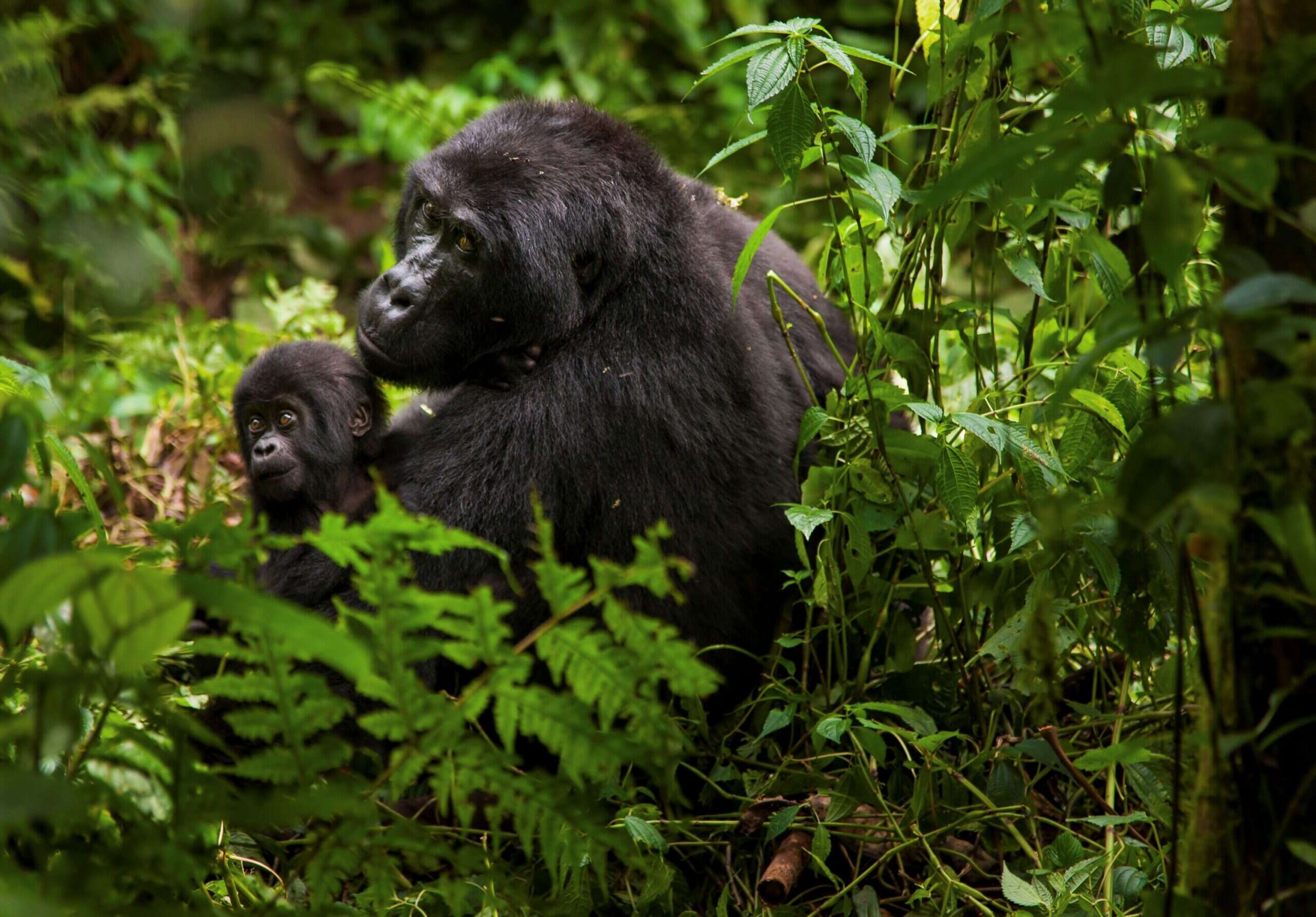 Gorillas in Rwanda