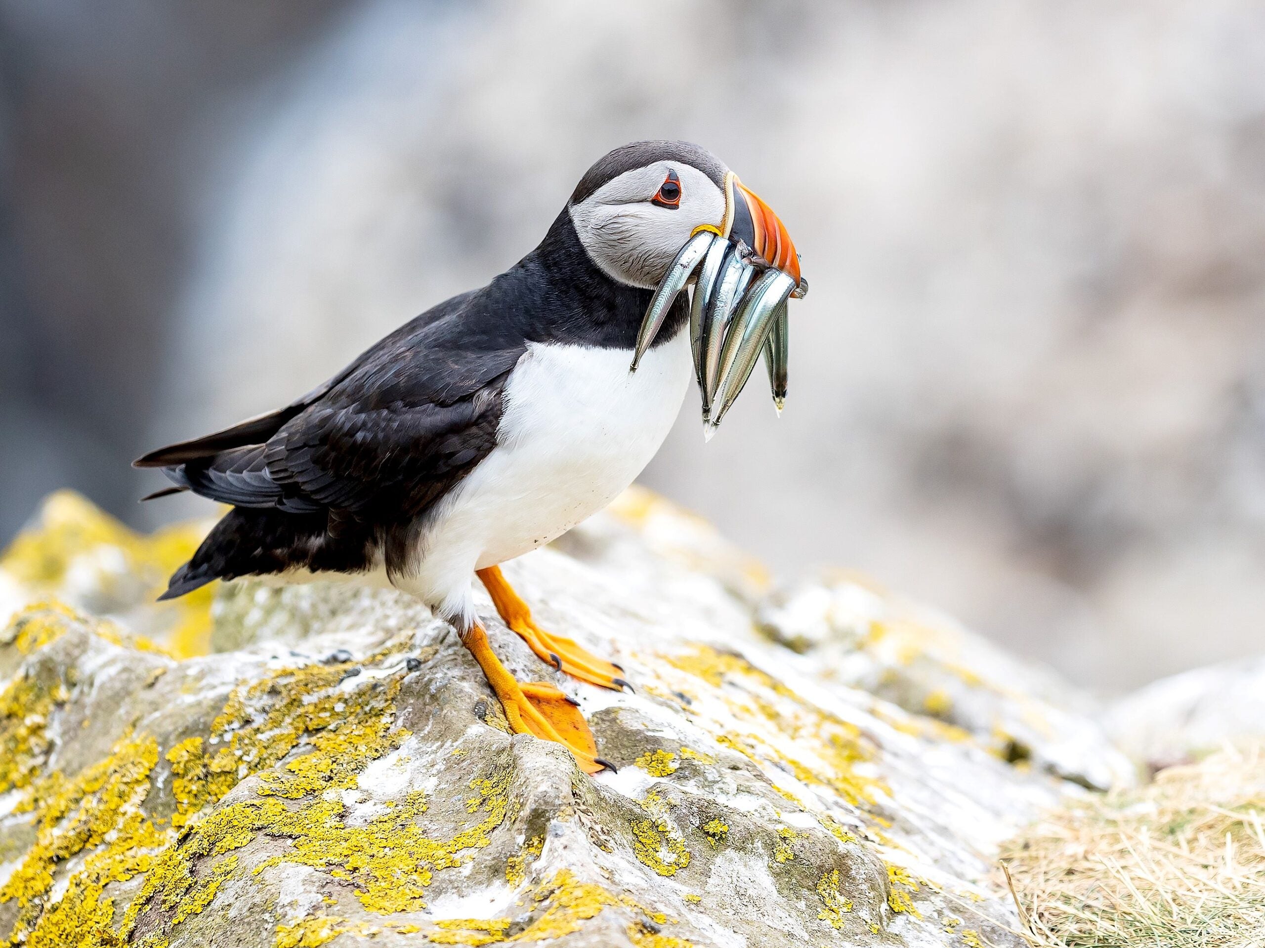 puffin 