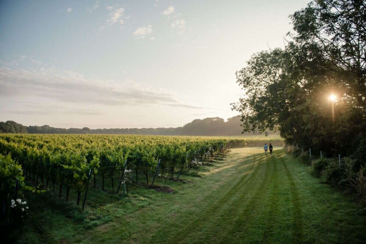 The Most Beautiful English Vineyards to Visit this Summer