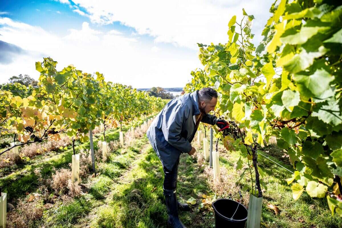 Michael Caines vineyards Lympstone Manor 