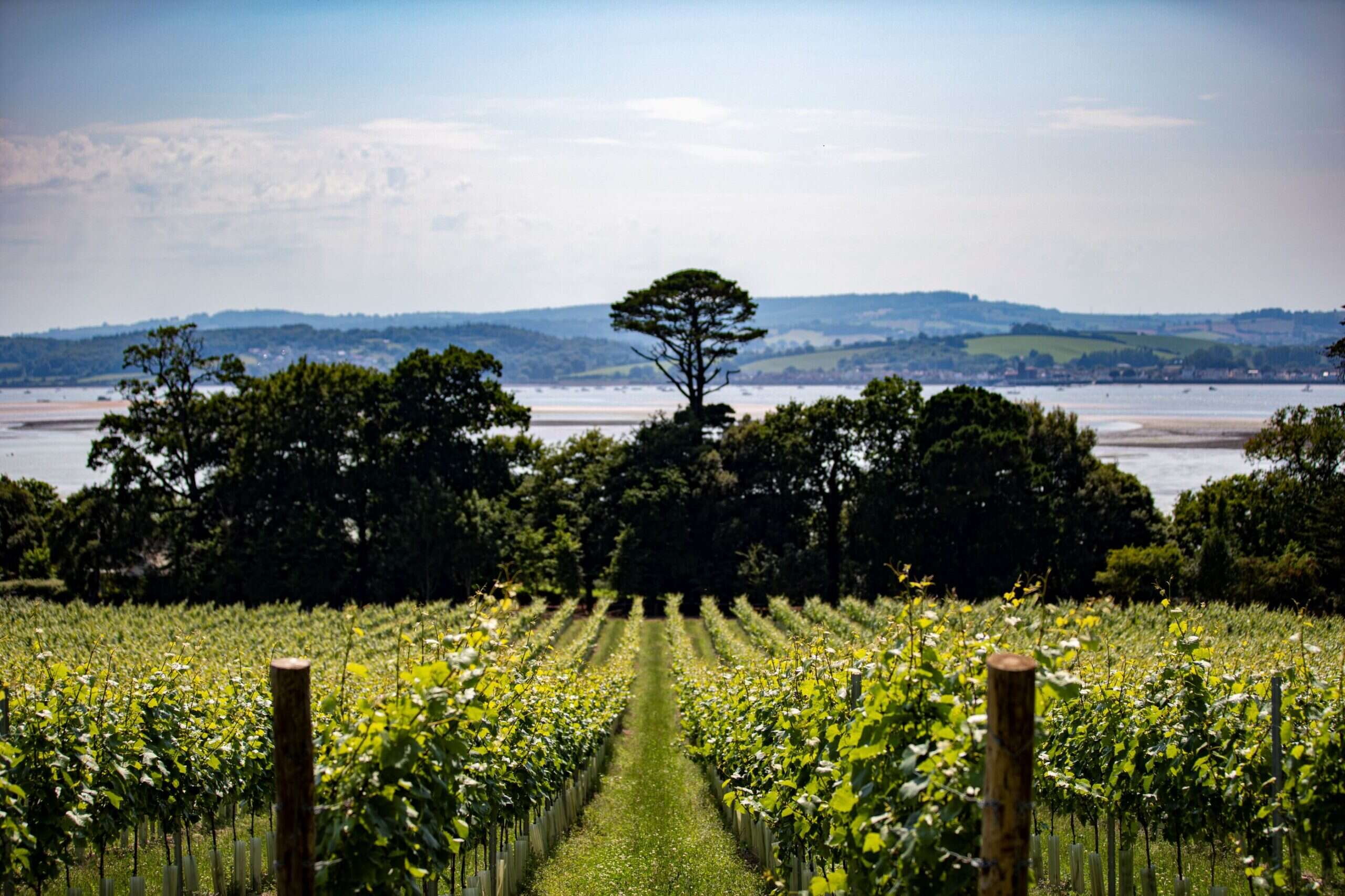lympstone manor vineyard