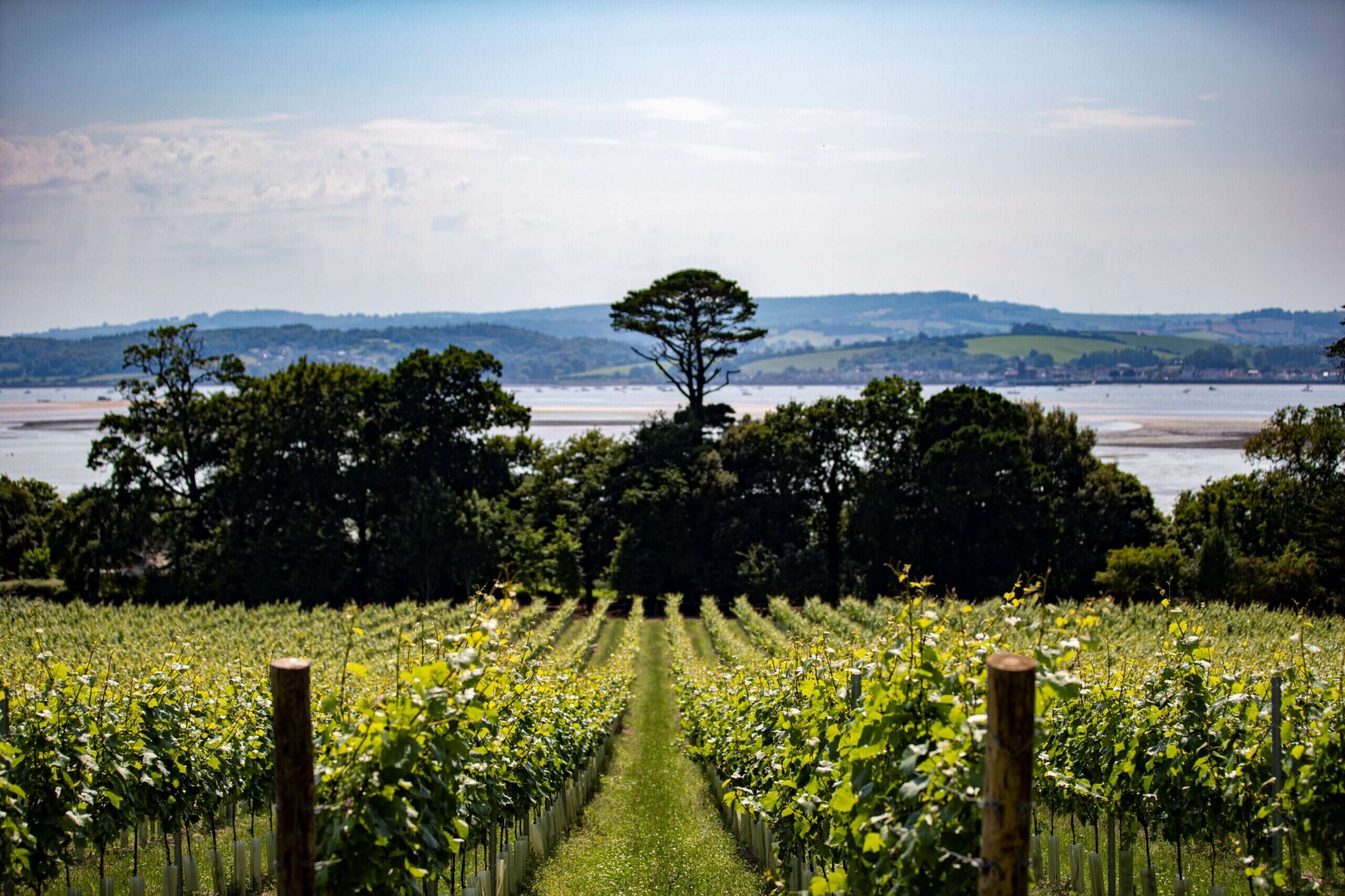 Lympstone Manor vineyards 