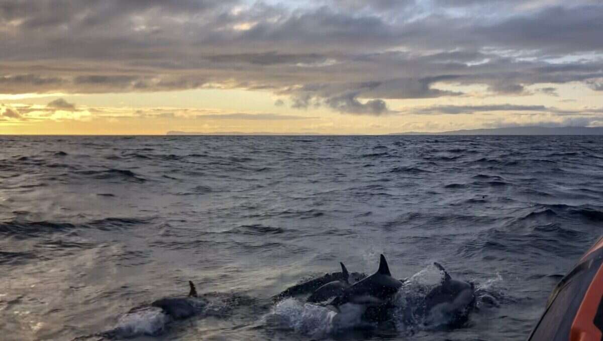 dolphins 