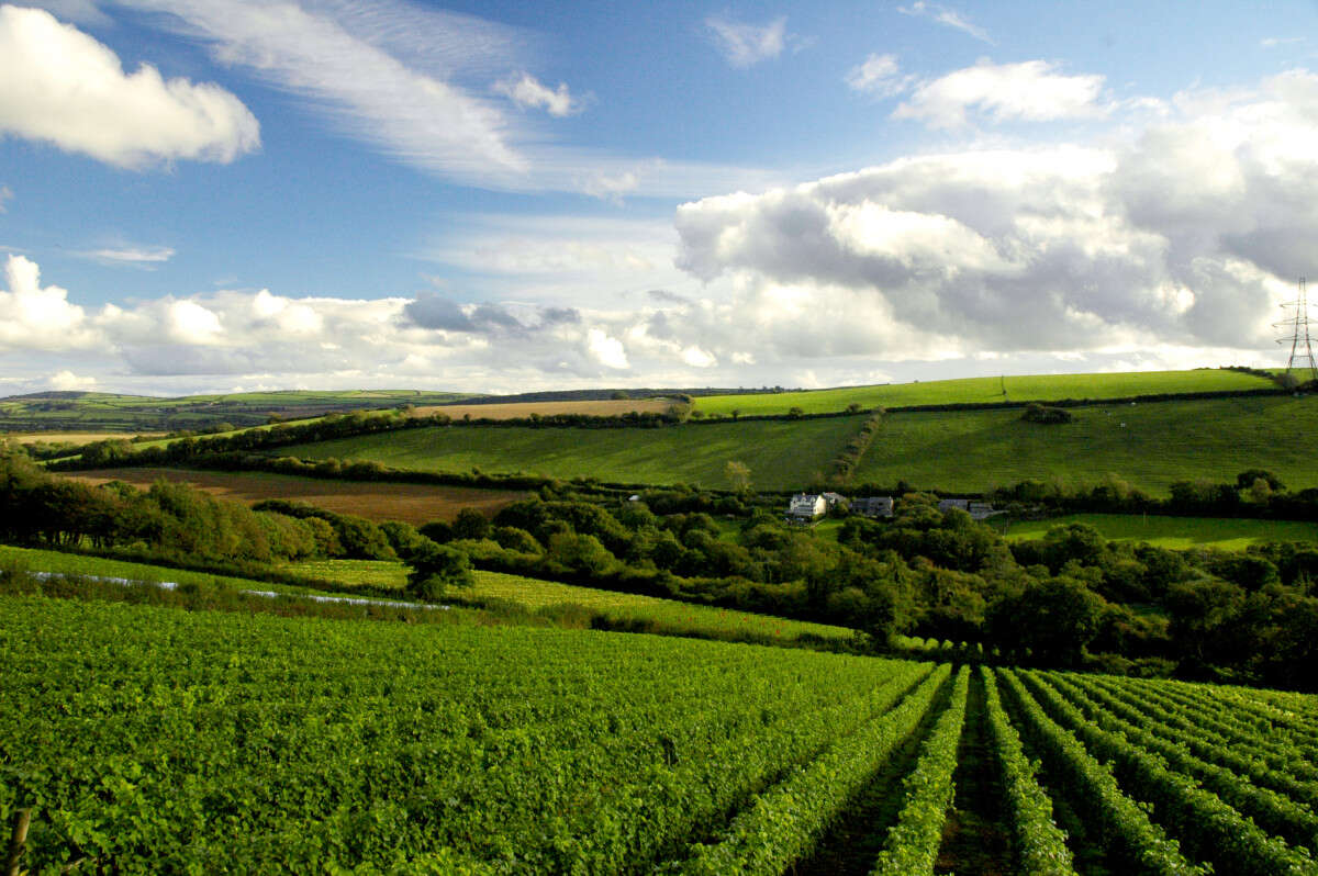 camel valley vineyard