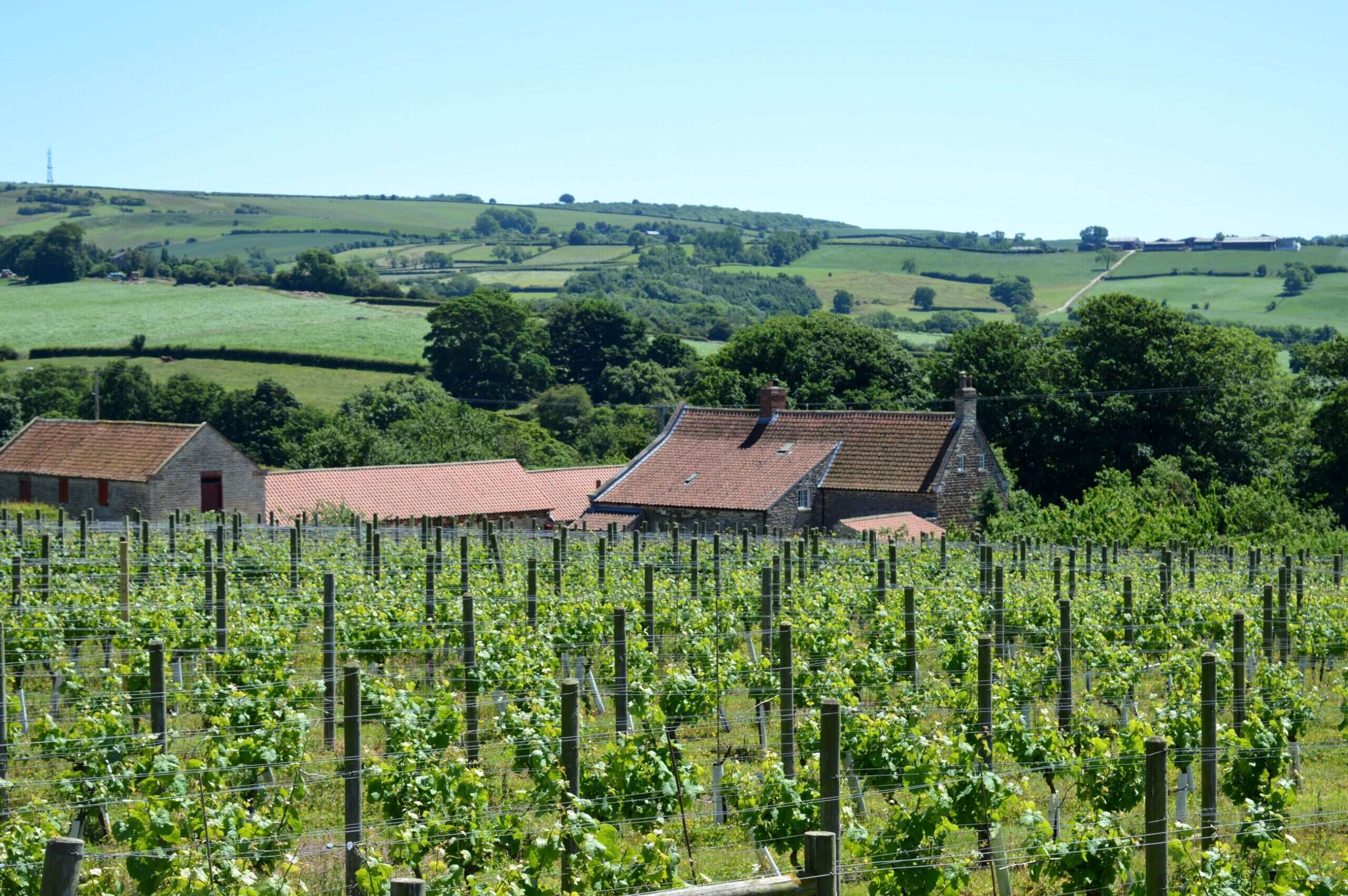 ryedale vineyards