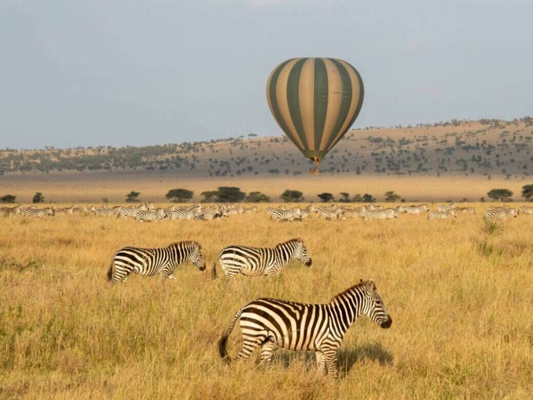 Zebra and hot air balloon