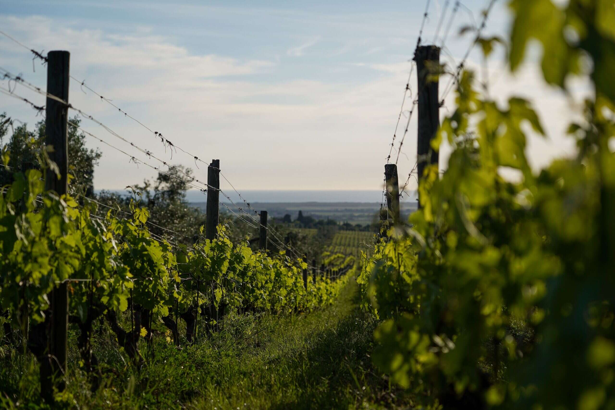 Ornellaia wine vineyards in Bellaria