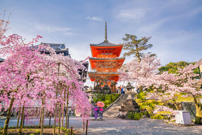 Kiyomizu-dera Temple and cherry blossom season (Sakura) spring time in Kyoto, Japan 