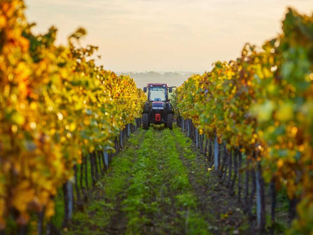 Tractor tending vines