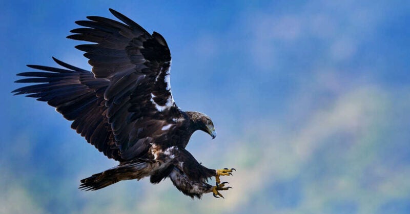 The Best Places to See Wildlife in Spain - Vimarsana News