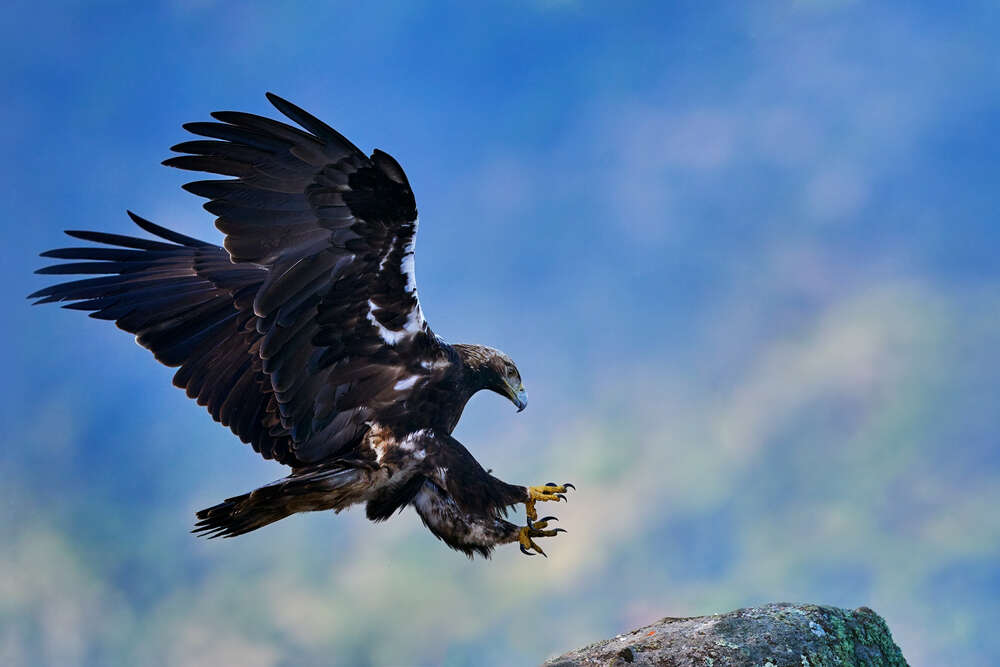 eagle in Sierra de Andujar