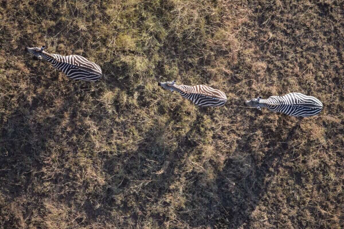 zebras seen from above 