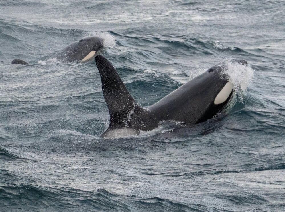 Orca in the sea