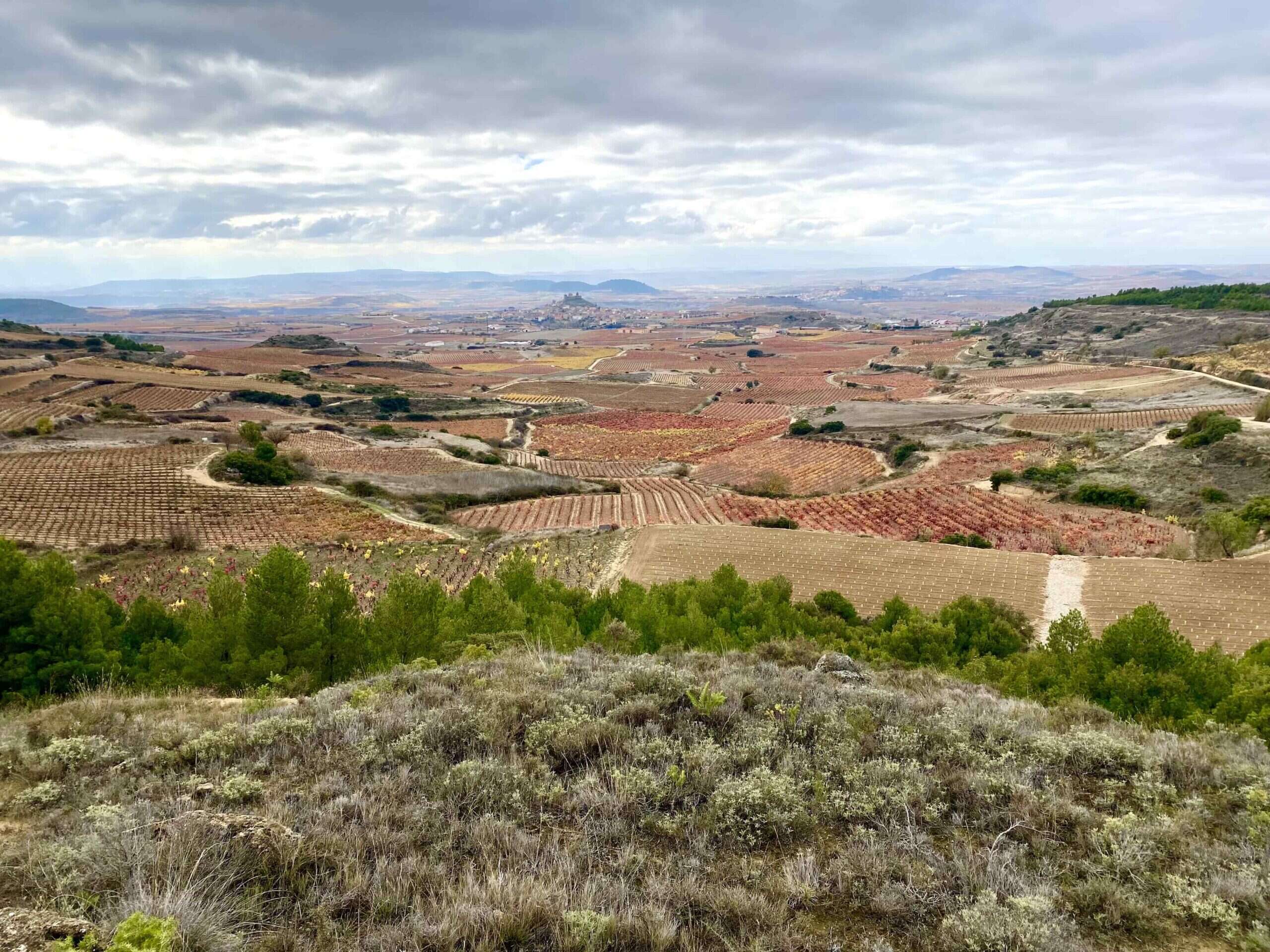 Rioja vineyards