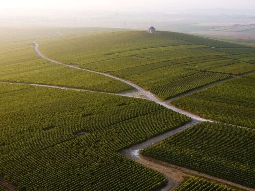 Vineyard aerial view