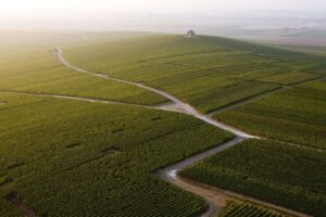 Vineyard aerial view