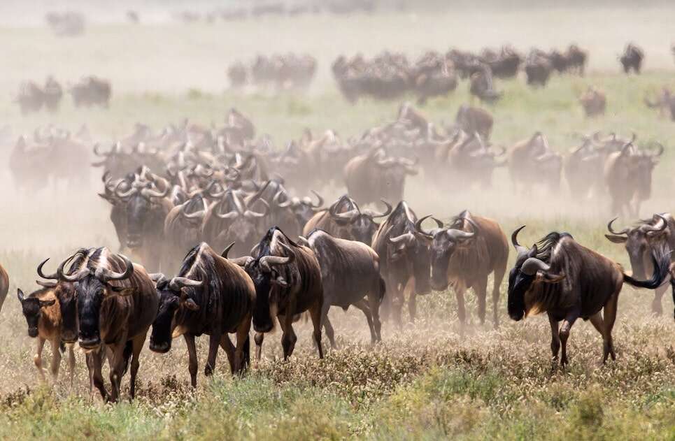 Wildebeest stampeding