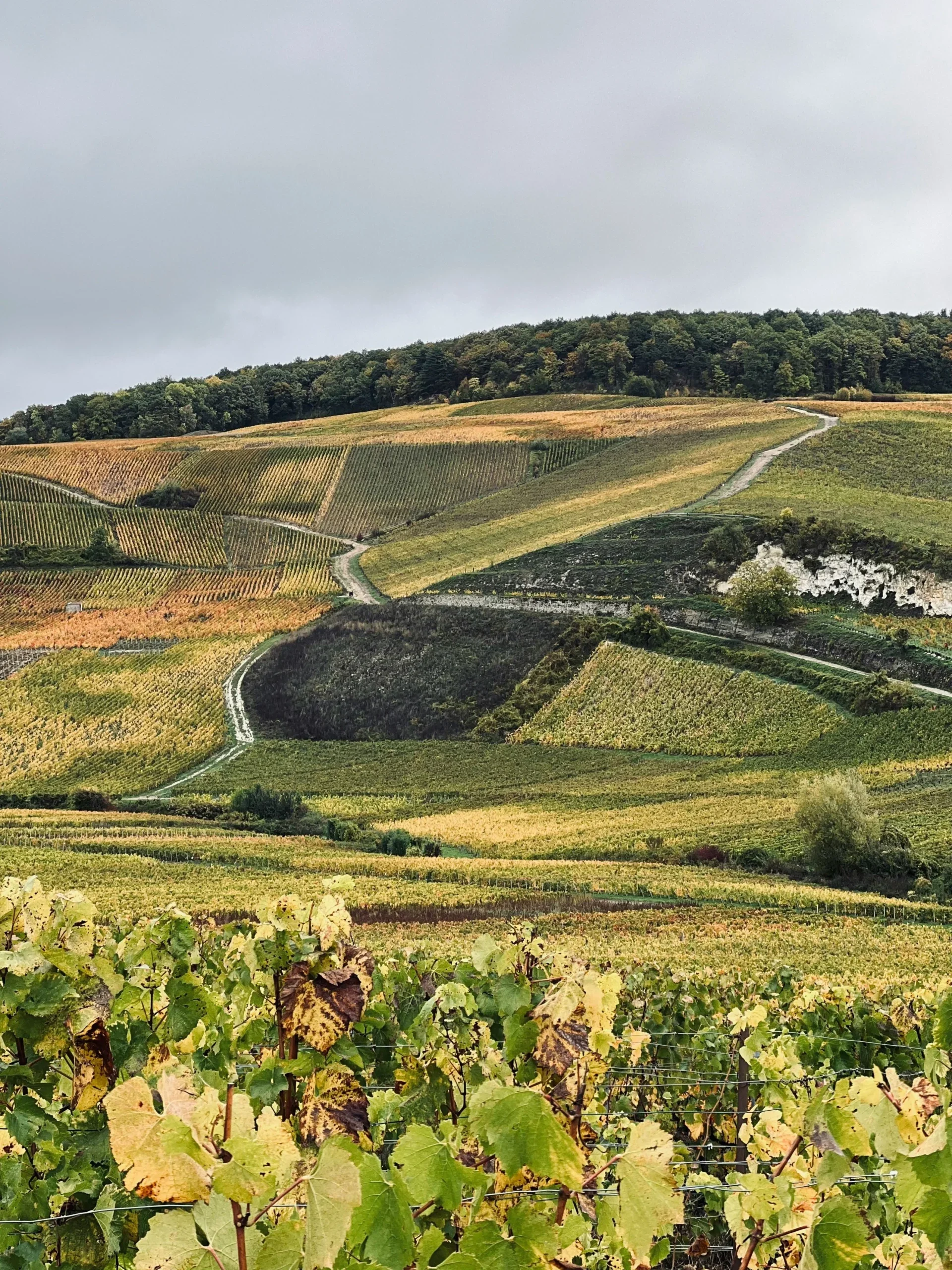 champagne vineyards ; luxury champagne travel guide