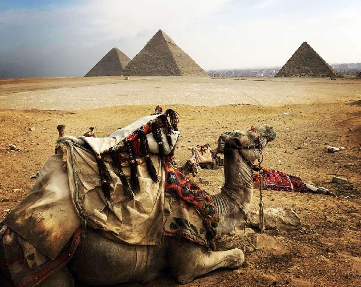 Camels in Egypt Virtuoso travel trends 2024 