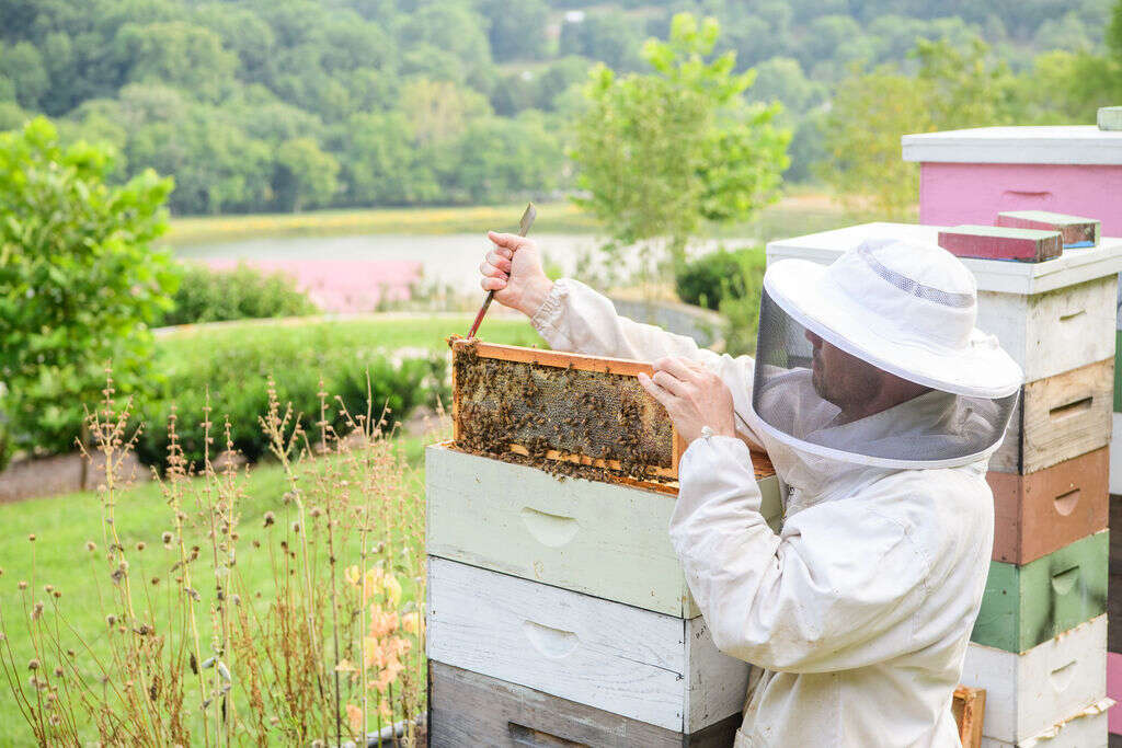 Beekeeping at Southall Farm & Inn