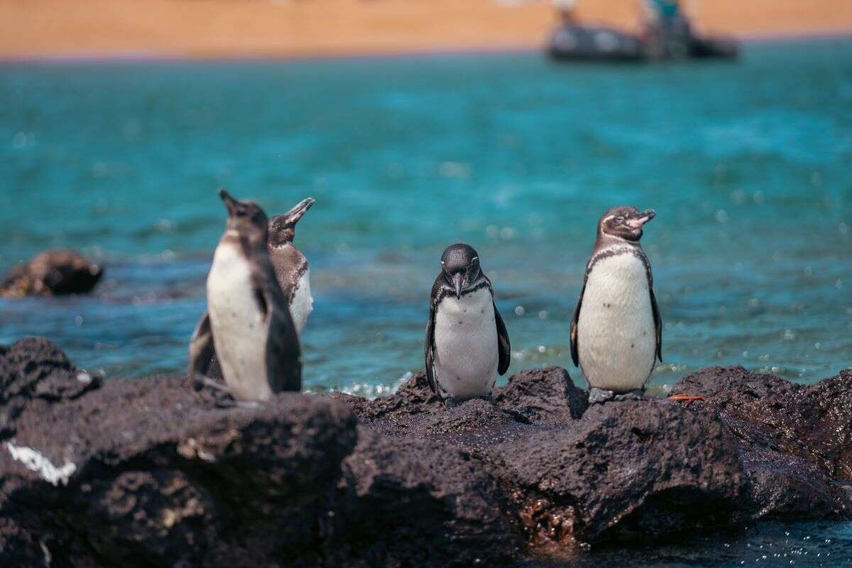 Galapagos Penguins 