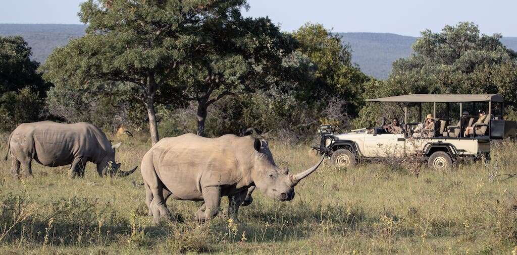 rhinos at lepogo lodge