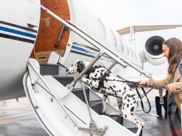 Dog on a jet