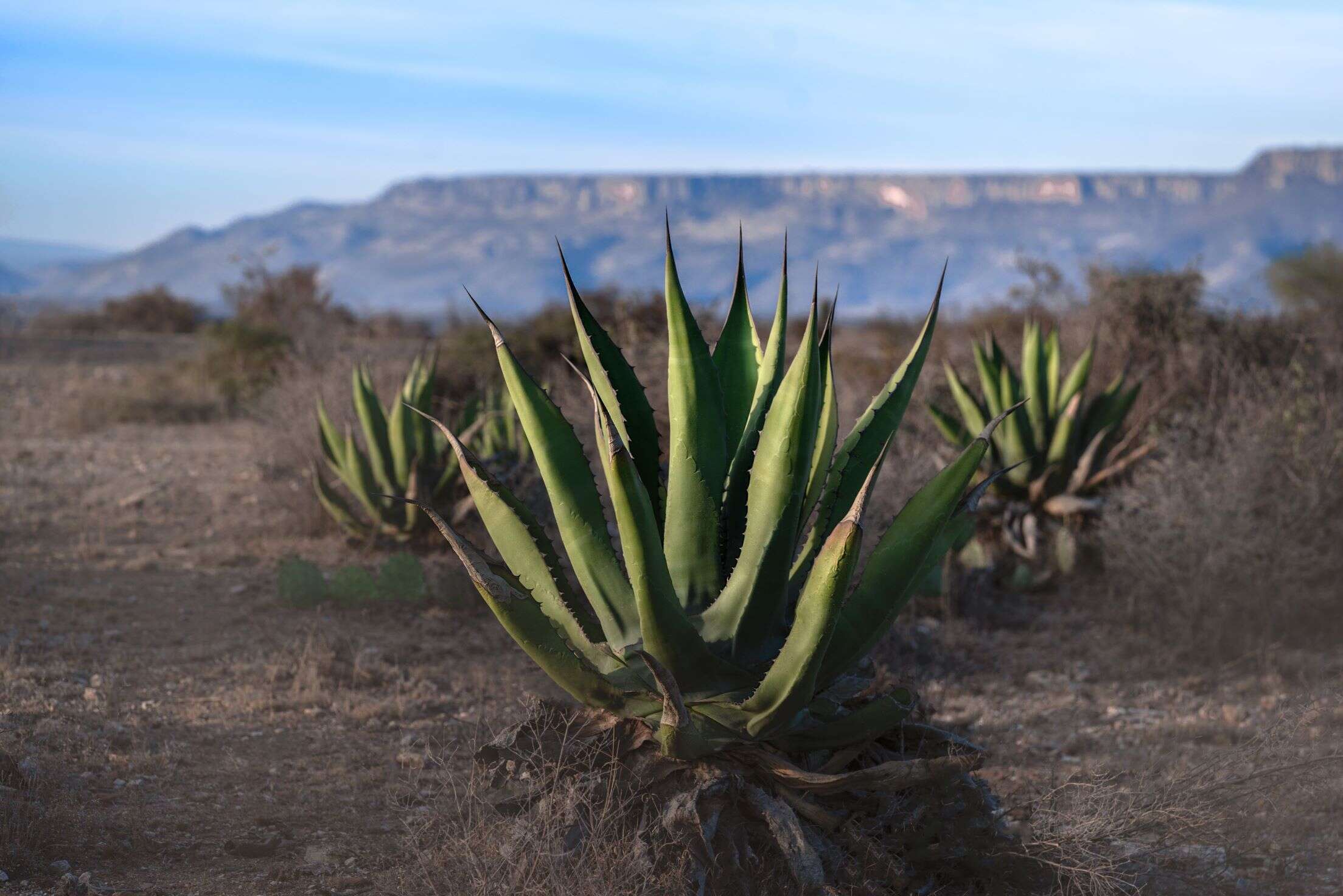 Agave plant