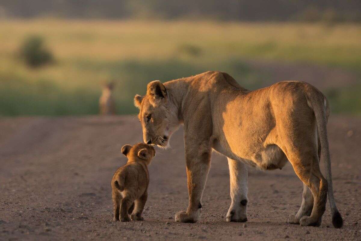 Roar Africa safari lion cubs