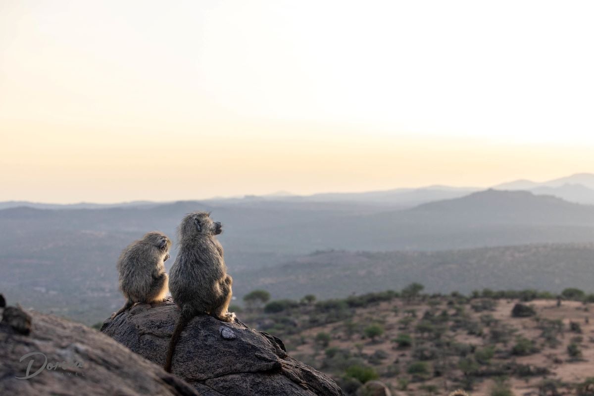 monkeys sitting on a rock in Kenya