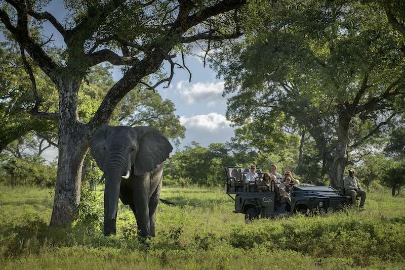 Singita Safari in South Africa