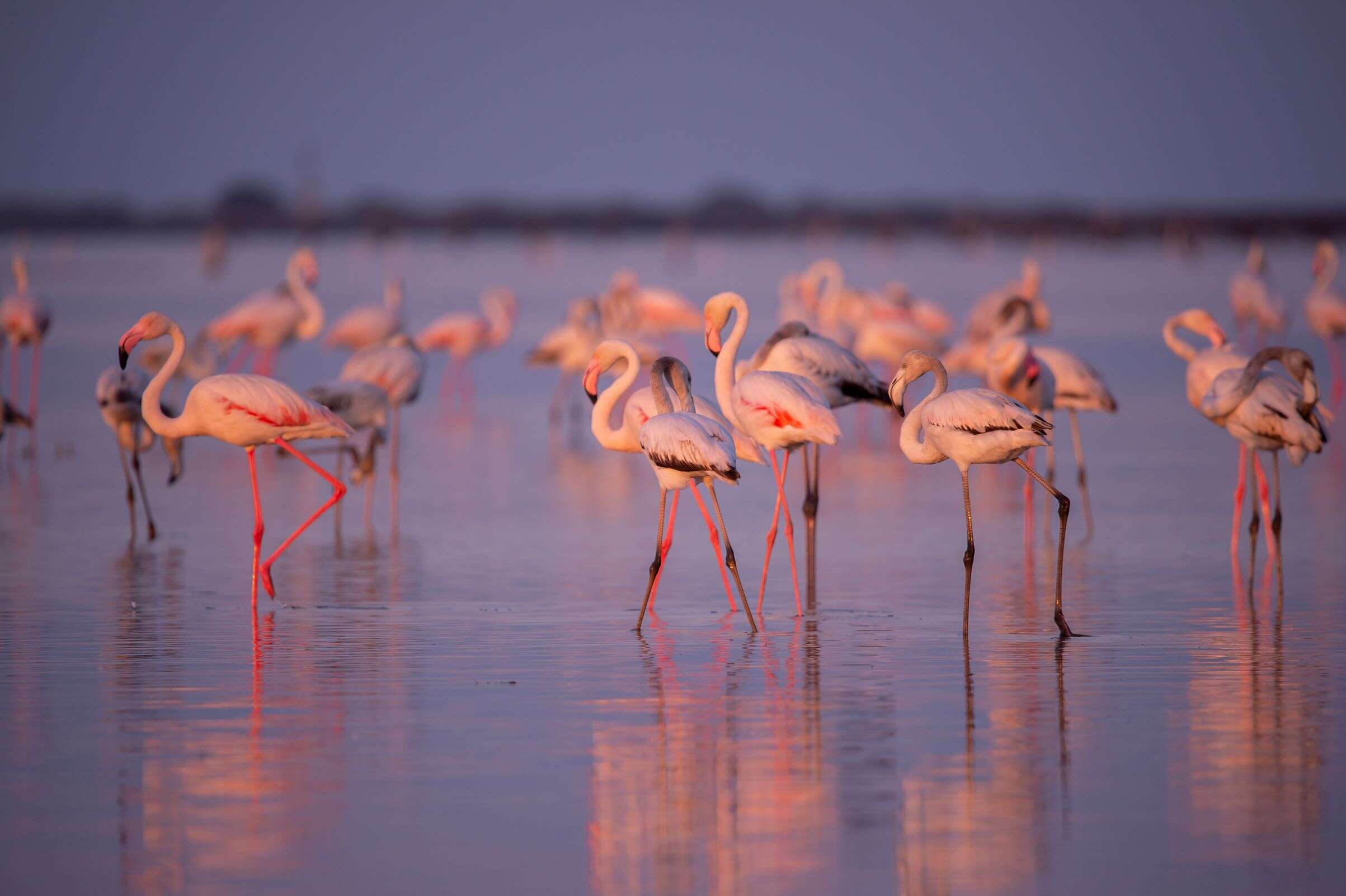 Flamingos 