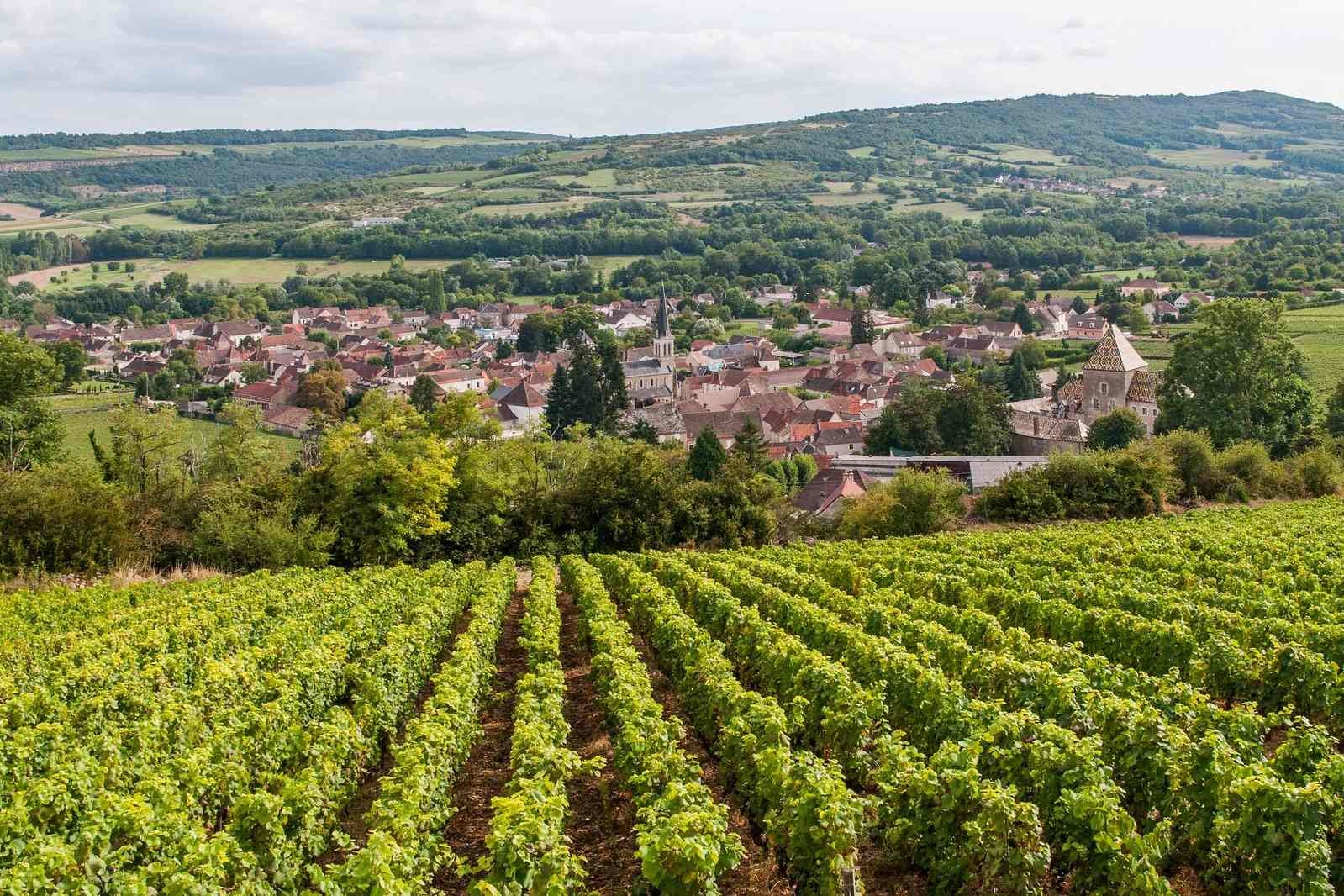 Burgundy vineyard 