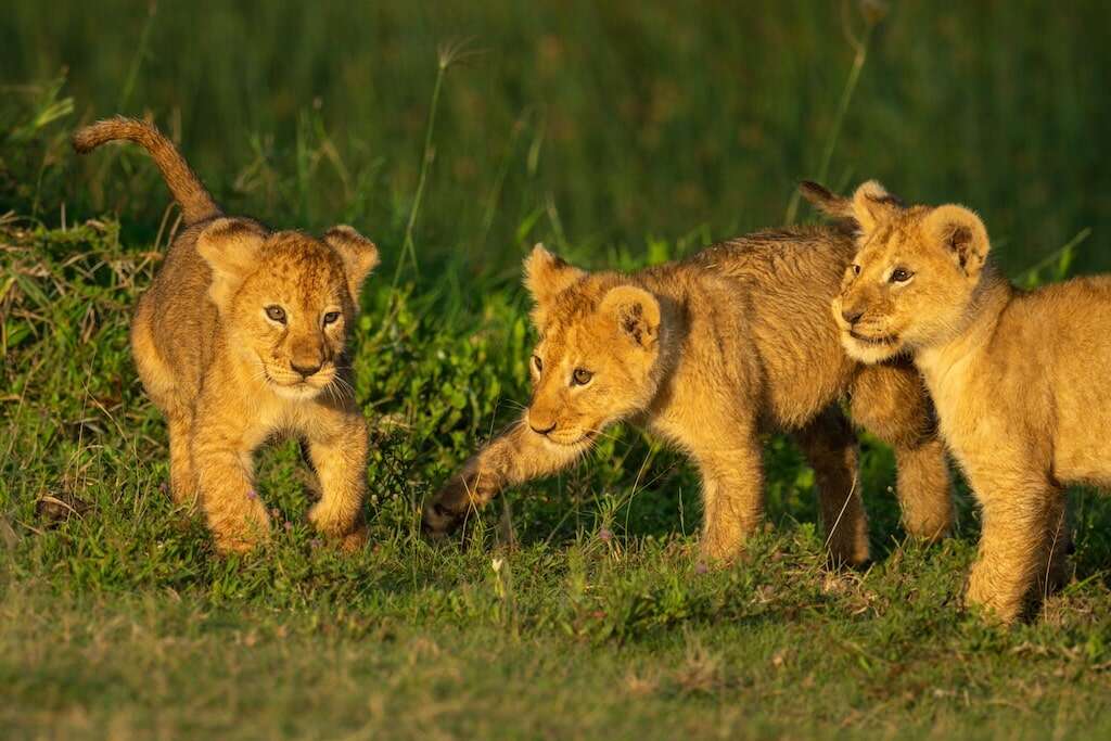 lion cubs