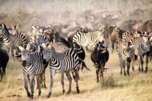 Great Migration africa