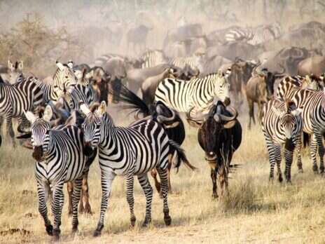 The Ultimate Trip to See The Great Migration in Africa