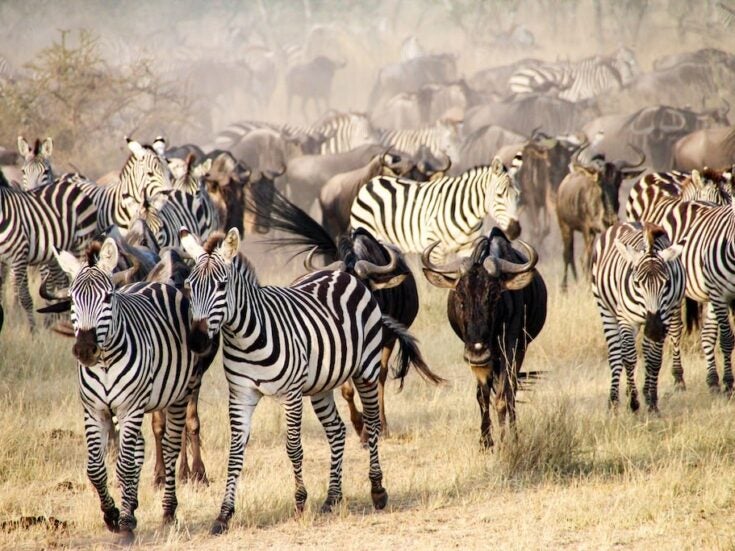 Great Migration africa