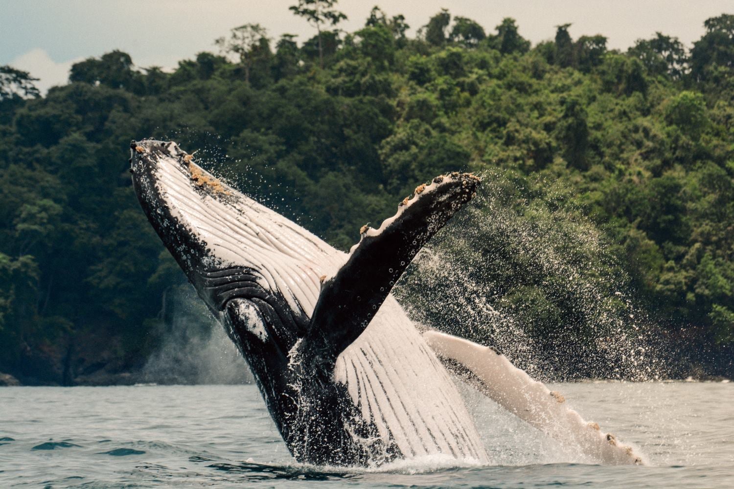 Islas Secas Humpback whale 