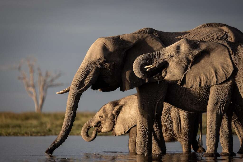 botswana safari tour