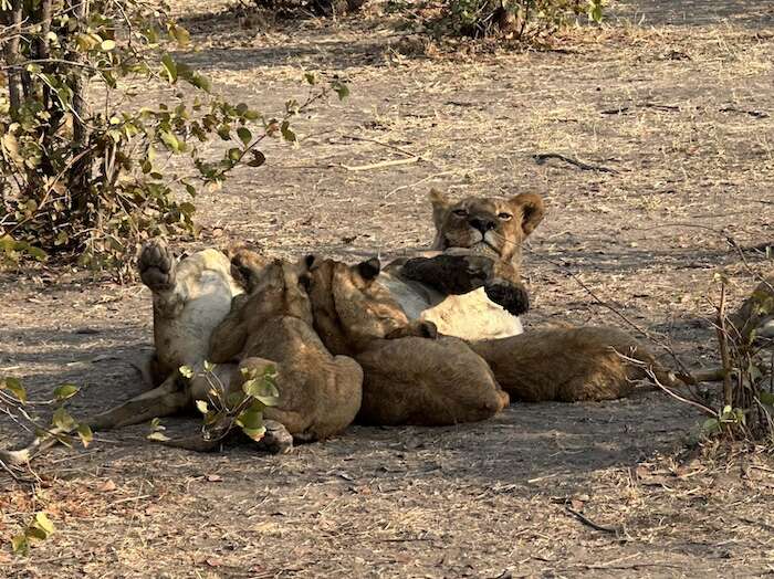 botswana safari tour