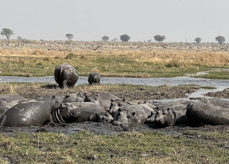 botswana safari tour