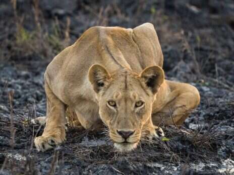 Life and Death with the Bushmen: A Botswana Safari with Wilderness